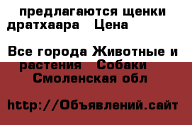 предлагаются щенки дратхаара › Цена ­ 20 000 - Все города Животные и растения » Собаки   . Смоленская обл.